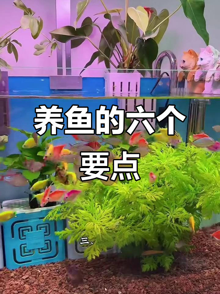 养鱼六大风水禁忌