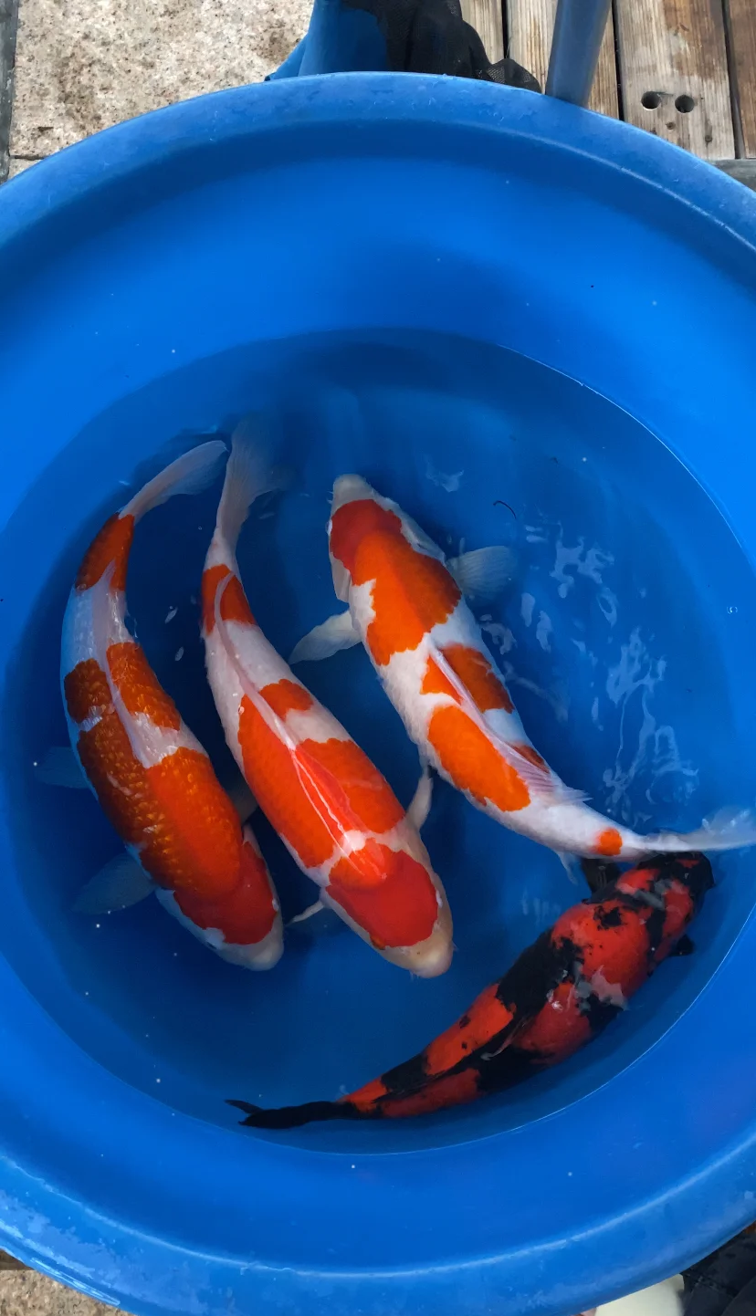 客厅养金鱼风水
