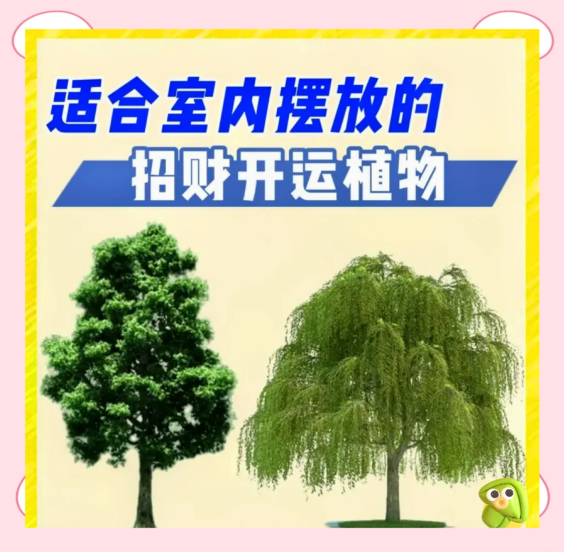 科普展现:店铺风水植物招财（店内风水植物）