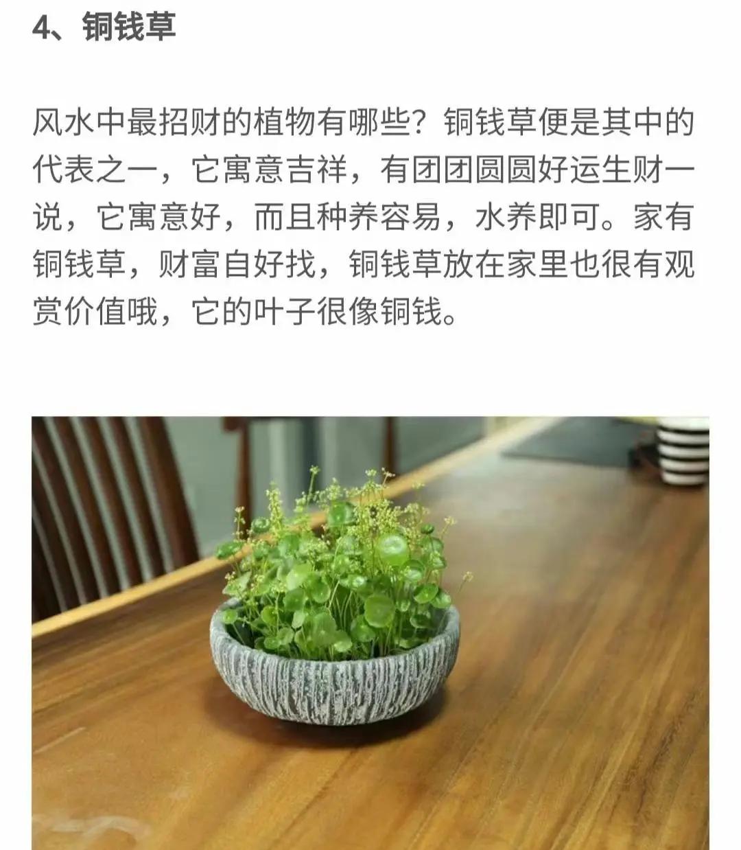旺财家居风水植物