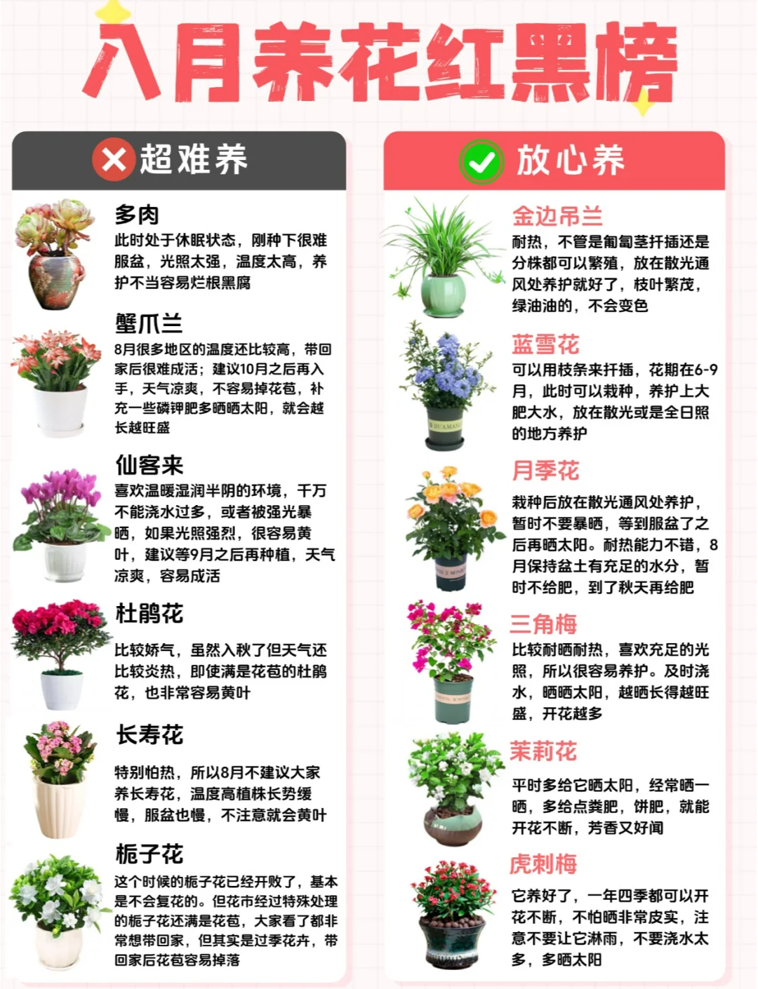 科普展现:卧室养花讲究（卧室养花讲究哪些）