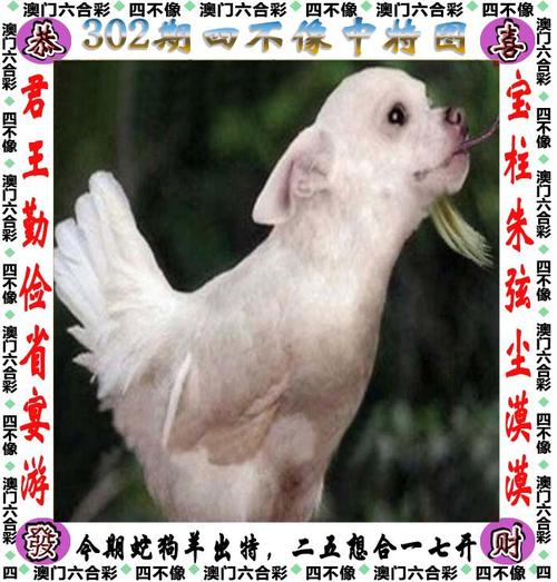 澳门六合资料大会平特一肖一尾,澳门六肖期期准香港100%最准一肖中,平特一肖大公开