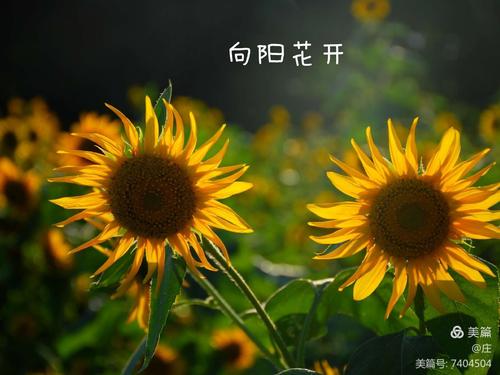 向日葵下载在线,向日葵下载在线播放
