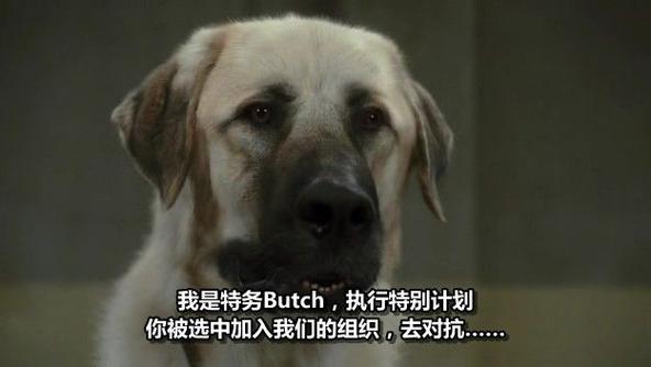 中文字幕电影在线,人狗大战2免费观看正版中文字幕电影在线