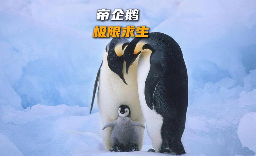 世界尽头的奇遇,世界尽头的奇遇企鹅